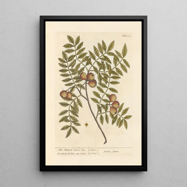 Le cormier domestique - Elizabeth Blackwell — gerahmtes Bild an der Wand