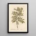 Der Lentisk oder Pistazienbaum - Elizabeth Blackwell — gerahmtes Bild an der Wand
