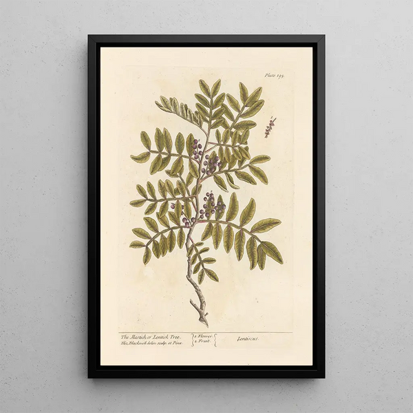 Der Lentisk oder Pistazienbaum - Elizabeth Blackwell — gerahmtes Bild an der Wand