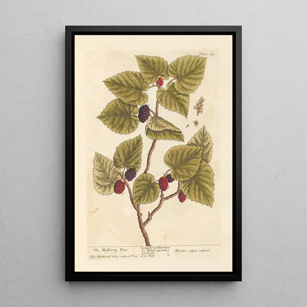 Le mûrier - Elizabeth Blackwell — gerahmtes Bild an der Wand