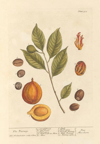 Elizabeth Blackwell - The nutmeg.webp