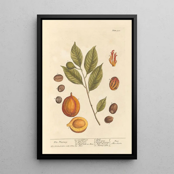 La Muscade - Elizabeth Blackwell — gerahmtes Bild an der Wand