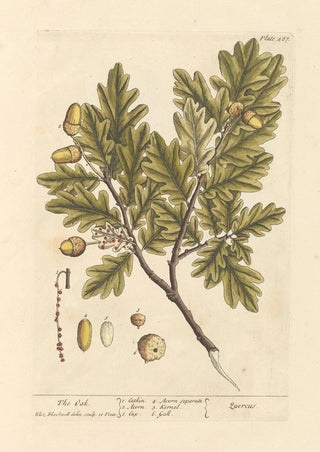 Elizabeth Blackwell - The oak.webp