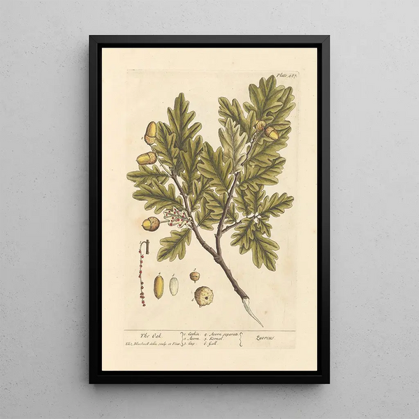 Der Eichenbaum - Elizabeth Blackwell — gerahmtes Bild an der Wand