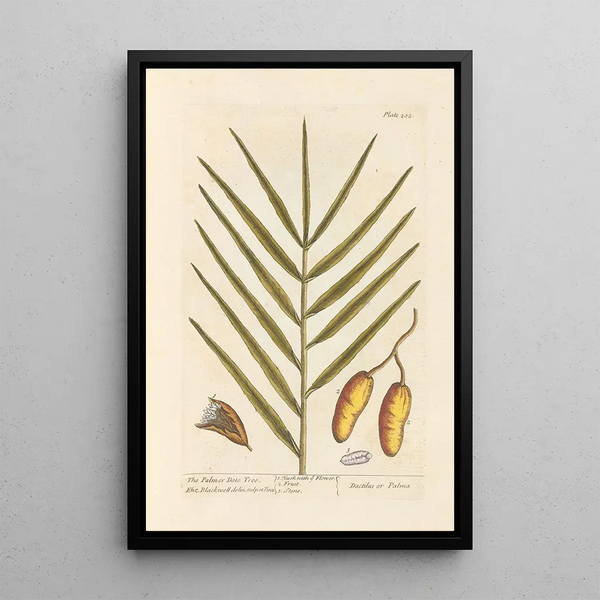 Der Dattelpalme - Elizabeth Blackwell — gerahmtes Bild an der Wand