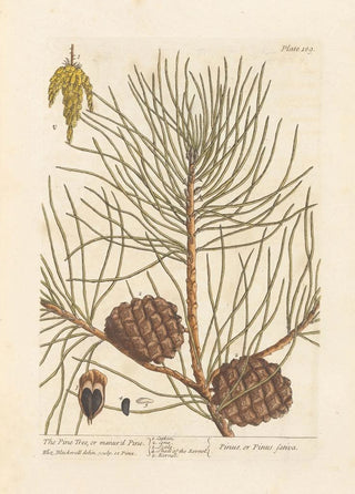 Elizabeth Blackwell - The pine tree or manurd pine.webp