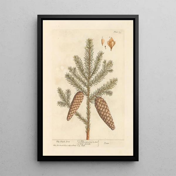 Der Kiefernbaum aus Harz - Elizabeth Blackwell — gerahmtes Bild an der Wand