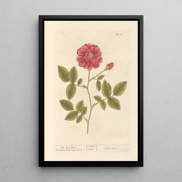 Die rote Rose - Elizabeth Blackwell — gerahmtes Bild an der Wand