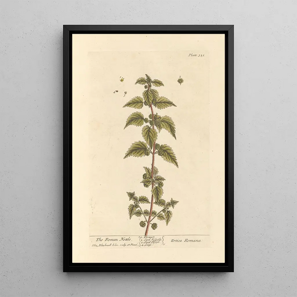 L'ortie romaine - Elizabeth Blackwell — gerahmtes Bild an der Wand
