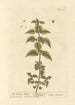 L'ortie romaine - Elizabeth Blackwell — Ansicht des Kunstwerks