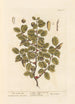 Der scharlachrote Eichenbaum - Elizabeth Blackwell — Ansicht des Kunstwerks