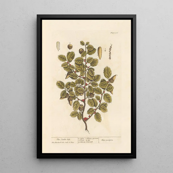 Der scharlachrote Eichenbaum - Elizabeth Blackwell — gerahmtes Bild an der Wand