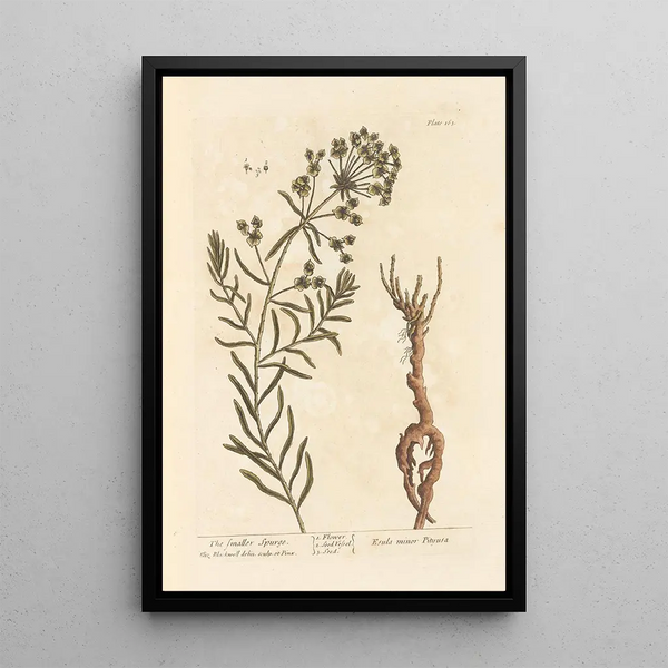 La petite euphorbe - Elizabeth Blackwell — gerahmtes Bild an der Wand