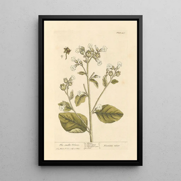 Le petit tabac - Elizabeth Blackwell — gerahmtes Bild an der Wand