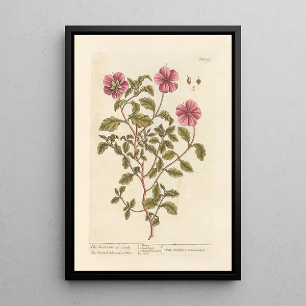 Der sanfte Zistrose von Candie - Elizabeth Blackwell — gerahmtes Bild an der Wand
