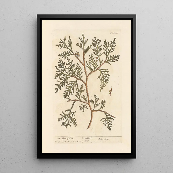 L Baum des Lebens - Elizabeth Blackwell — gerahmtes Bild an der Wand