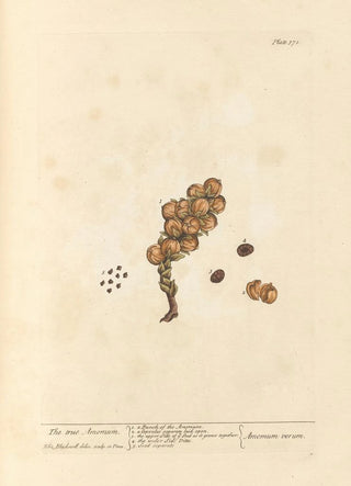 Elizabeth Blackwell - The true amomum.webp