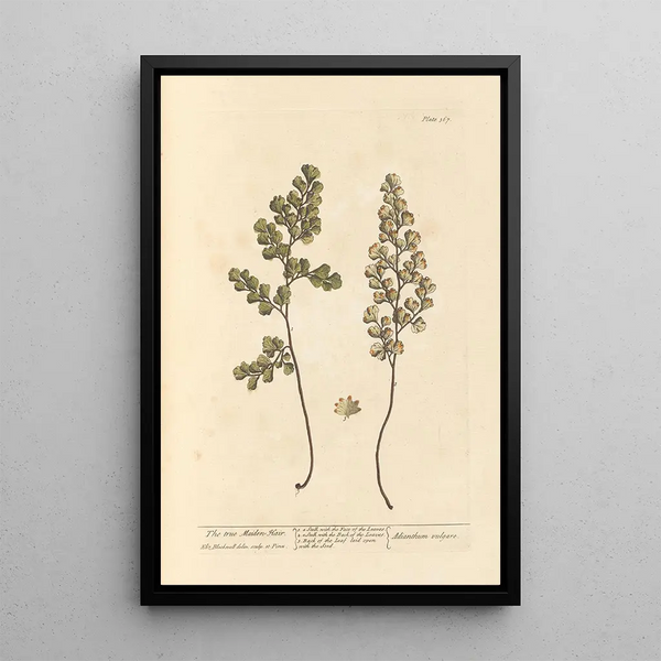 La véritable capillaire - Elizabeth Blackwell — gerahmtes Bild an der Wand