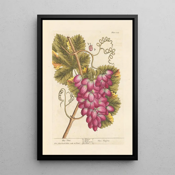 La vigne - Elizabeth Blackwell — gerahmtes Bild an der Wand