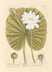Der weiße Seerose - Elizabeth Blackwell — Ansicht des Kunstwerks