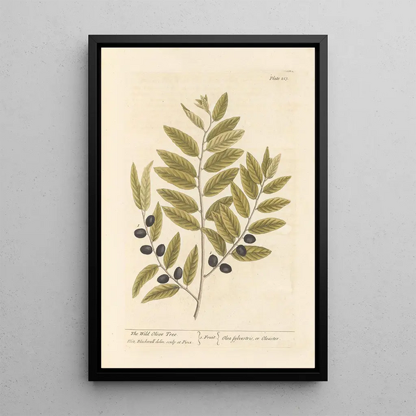 L'olivier sauvage - Elizabeth Blackwell — gerahmtes Bild an der Wand