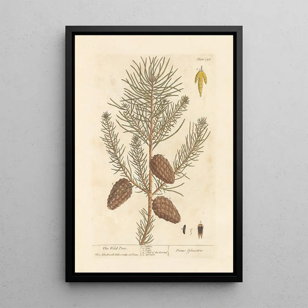 Der wilde Kiefernbaum - Elizabeth Blackwell — gerahmtes Bild an der Wand