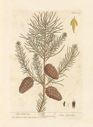 Elizabeth Blackwell - The wild pine.webp