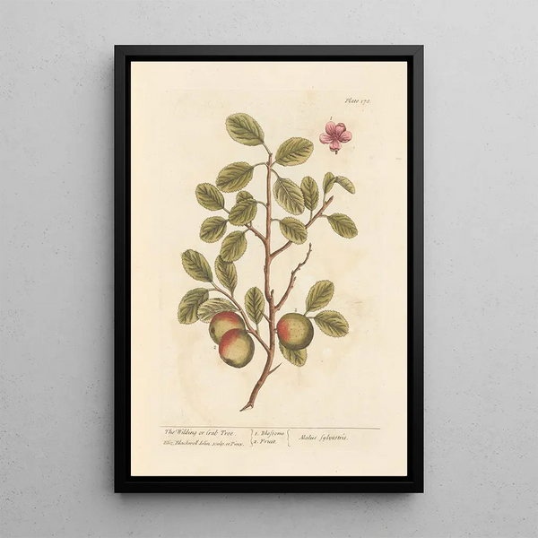 Der wilde Apfelbaum - Elizabeth Blackwell — gerahmtes Bild an der Wand