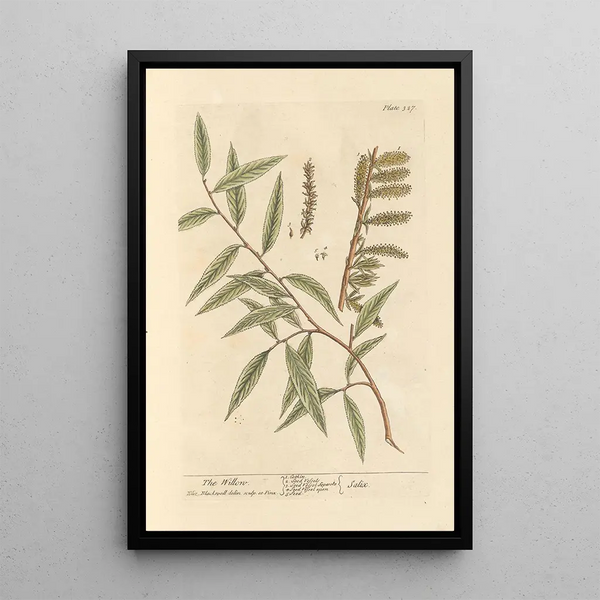 Der Weide - Elizabeth Blackwell — gerahmtes Bild an der Wand