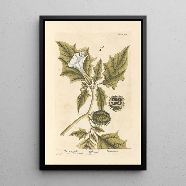 Die stachelige Apfel - Elizabeth Blackwell — gerahmtes Bild an der Wand