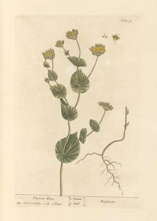 Elizabeth Blackwell - Thorow wax.webp