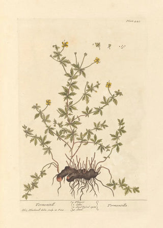 Elizabeth Blackwell - Tormentill.webp