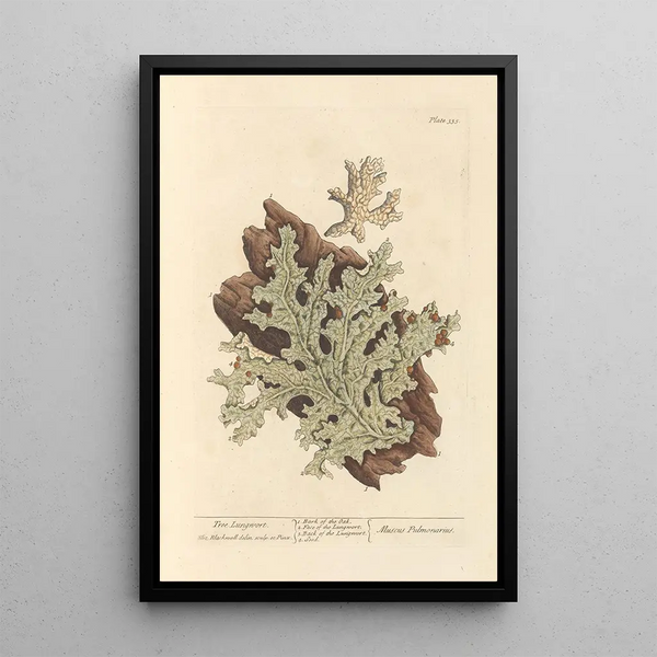 Lichen pulmonaire - Elizabeth Blackwell — gerahmtes Bild an der Wand