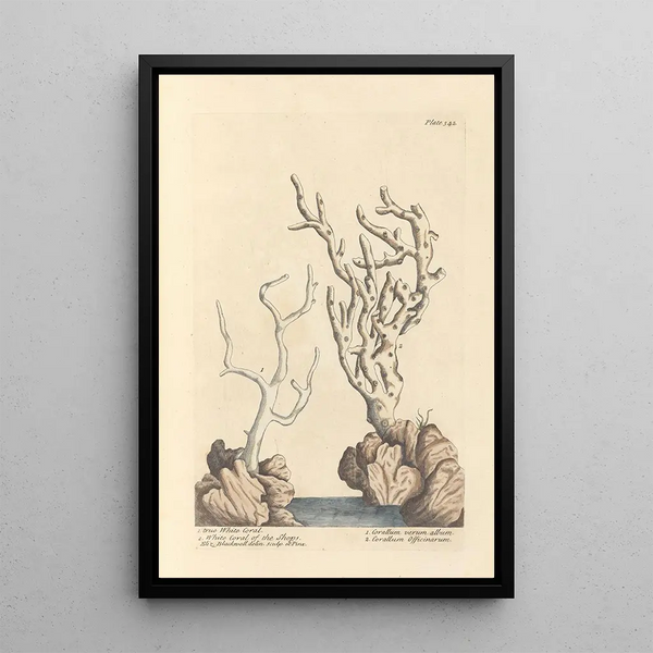 Echtes weißes Korallen-Gemälde aus den Boutiquen - Elizabeth Blackwell — gerahmtes Bild an der Wand