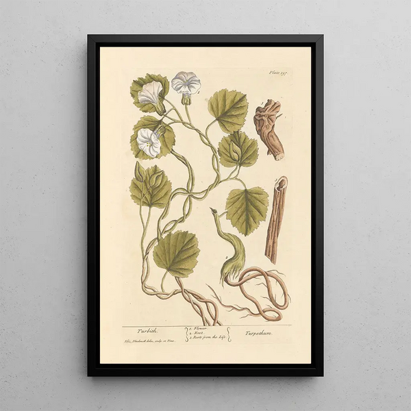 Turbith - Elizabeth Blackwell — gerahmtes Bild an der Wand
