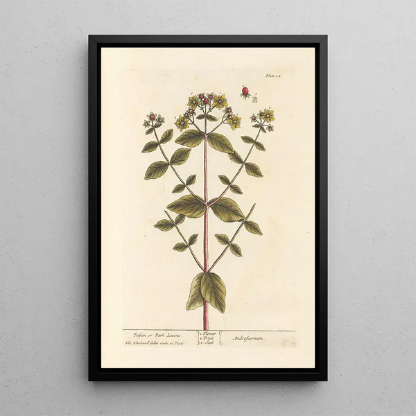 Millepertuis oder Blätter des Parks - Elizabeth Blackwell — gerahmtes Bild an der Wand
