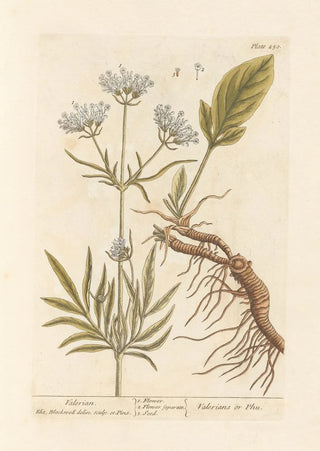 Elizabeth Blackwell - Valerian.webp