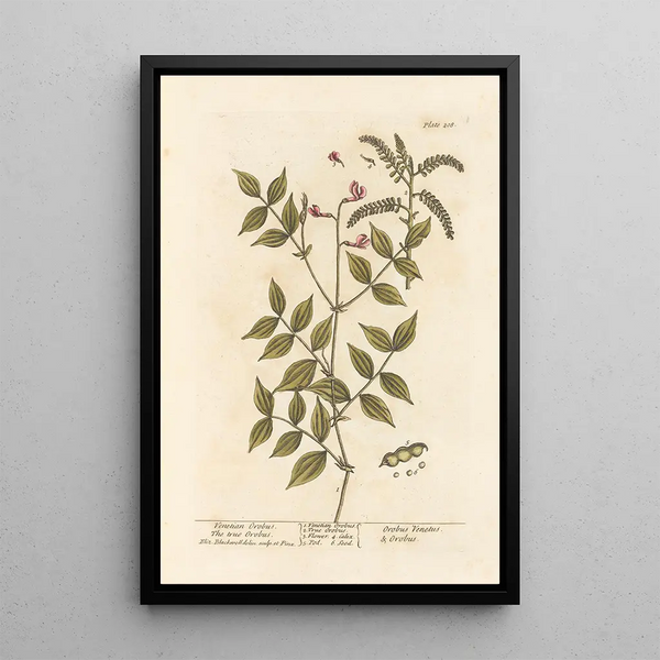 Orobe venezianischer echten Orobe - Elizabeth Blackwell — gerahmtes Bild an der Wand