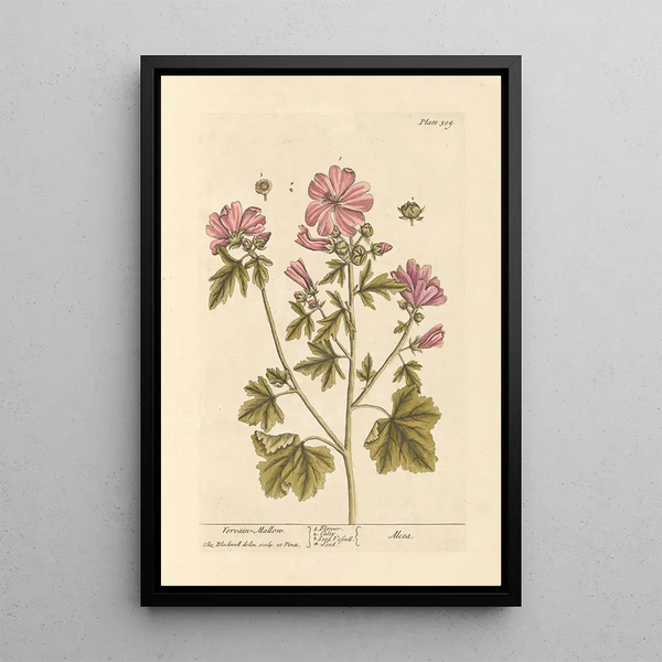 Mauve de guimauve - Elizabeth Blackwell — gerahmtes Bild an der Wand