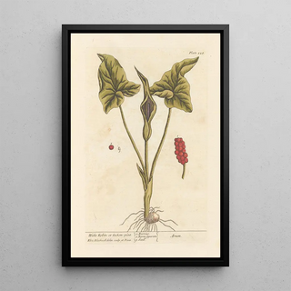 Elizabeth Blackwell - Wake robin or cuckonpint.webp