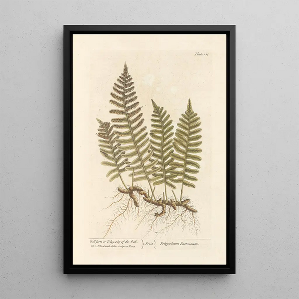 Wandbild Farn oder Eichen-Polypode - Elizabeth Blackwell — gerahmtes Bild an der Wand