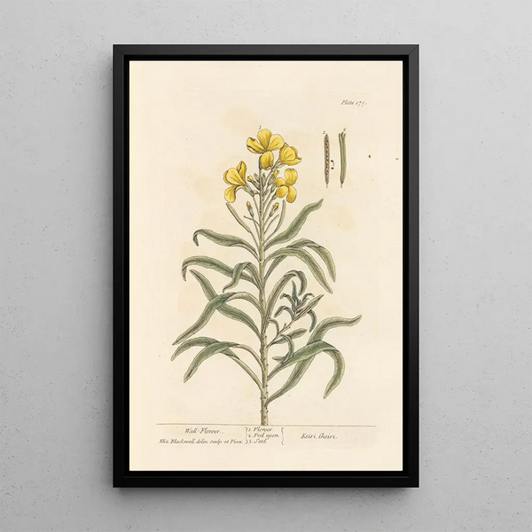 Giroflée - Elizabeth Blackwell — gerahmtes Bild an der Wand