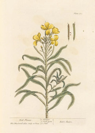 Elizabeth Blackwell - Wallflower.webp