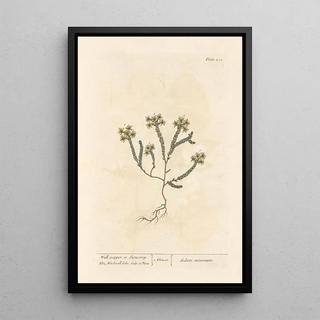 Elizabeth Blackwell - Wallpepper or stonecrop.webp