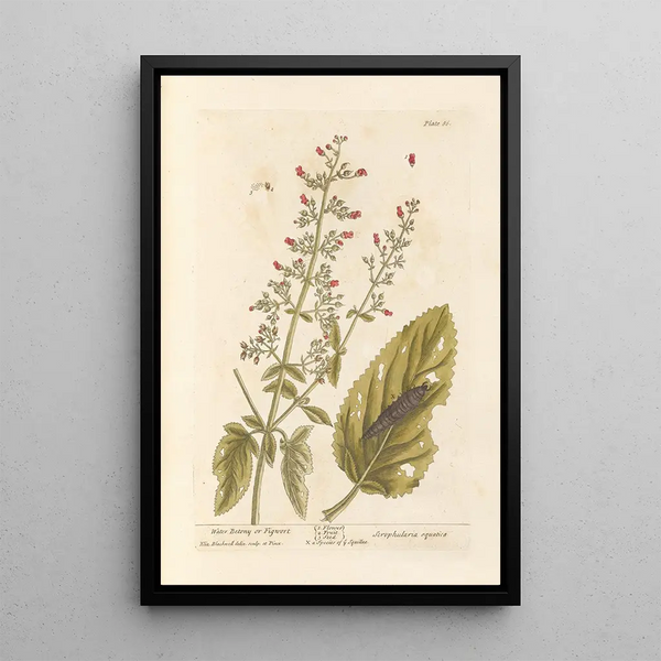 Wasser-Scrofula oder Scrofula - Elizabeth Blackwell — gerahmtes Bild an der Wand