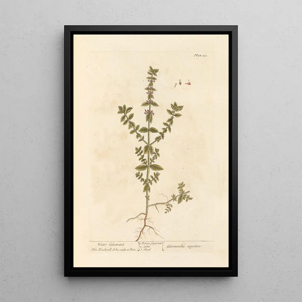 Calament aquatique - Elizabeth Blackwell — gerahmtes Bild an der Wand