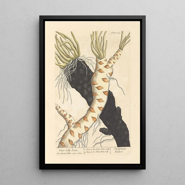 Racines de nénuphar - Elizabeth Blackwell — gerahmtes Bild an der Wand