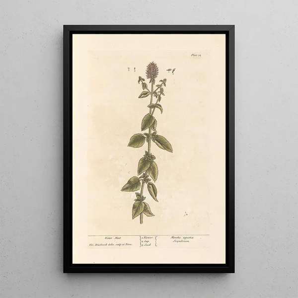 Wasserpflanzen-Gemälde - Elizabeth Blackwell — gerahmtes Bild an der Wand
