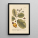 Anacardier des Westindischen Inseln - Elizabeth Blackwell — gerahmtes Bild an der Wand