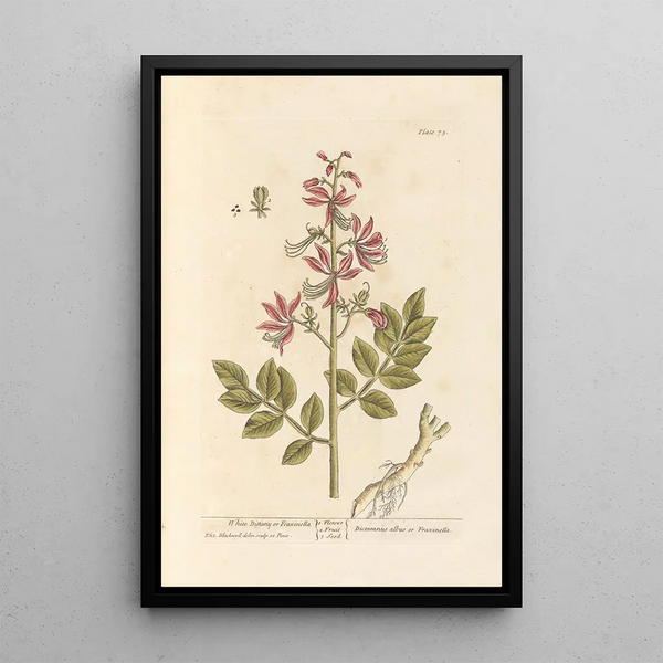 Dictame blanc ou fraxinelle - Elizabeth Blackwell — gerahmtes Bild an der Wand